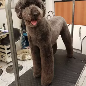 Bild von La Vigie Riviera Pet Grooming