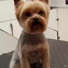 Bild von La Vigie Riviera Pet Grooming