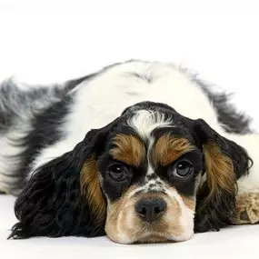 Bild von La Vigie Riviera Pet Grooming