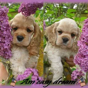 Bild von La Vigie Riviera Pet Grooming