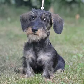 Bild von La Vigie Riviera Pet Grooming