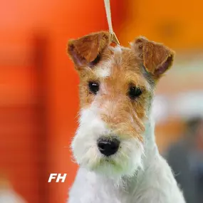 Bild von La Vigie Riviera Pet Grooming