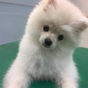 Bild von La Vigie Riviera Pet Grooming
