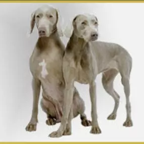 Bild von La Vigie Riviera Pet Grooming