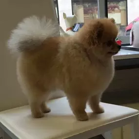 Bild von La Vigie Riviera Pet Grooming