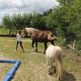 VG Horse Class - Veronika Gerics