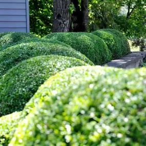 Bild von GGZ Gartenbau