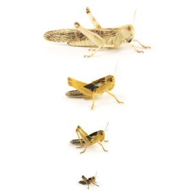 Wanderheuschrecken, Locusta migratoria, Futterinsekt, Heuschrecken