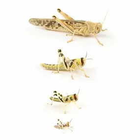 Wüstenheuschrecken, Schistocerca gregaria, Futterinsekt, Heuschrecken