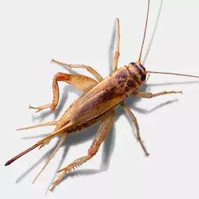 Heimchen Acheta domestica, Futterinsekt