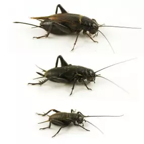 Mittelmeergrillen, Gryllus bimaculatus, Zweifleckgrillen, Futterinsekt