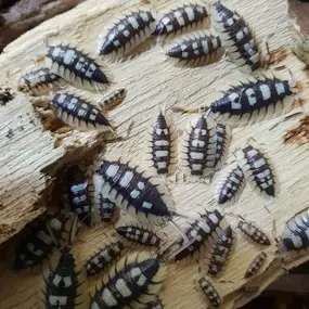 Porcellio expansus, Asseln, Zierassel