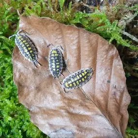 Porcellio haasi, Assel, Zierassel