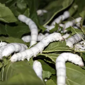 Seidenraupen, Bombyx mori,