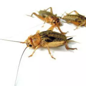 Steppengrillen, Gryllus assimilis, Futterinsekt