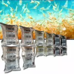 Artemia, weisse Mückenlarven, roten Mückenlarven, Cyclops, Diskus Fit, Daphnien, Glanzwürmer, Zooplankton