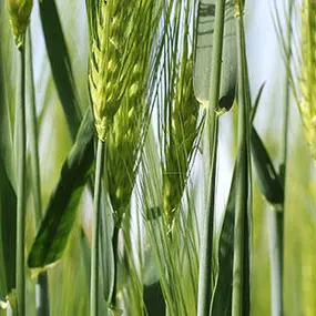 Bild von Agro-Treuhand Rütti