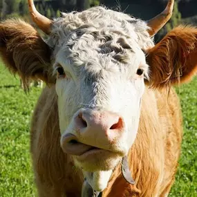 Lenk Milch, Simmentaler Bergkäse, Simmentaler Kuh