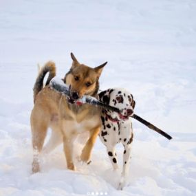 Hundeausführer Grindelwald