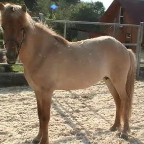 Bild von Leenhof Reitschule - Islandpferde