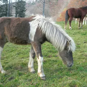 Bild von Leenhof Reitschule - Islandpferde