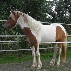 Bild von Leenhof Reitschule - Islandpferde