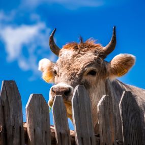 Kuh mit Hörnern hinter Zaun