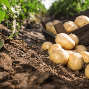 AGRO Treuhand Aargau AG
Treuhand für Landwirtschaft und Gewerbe