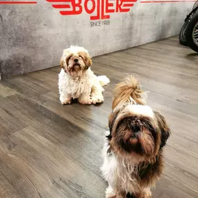 2-Rad-Center Boller
Motorrad
Forch
Motorradwerkstatt
Security
Hunde
Dogs
Shih Tzu
Zürich
Zürichoberland
Zürich Oberland