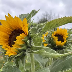 Bild von Blumen Grütter