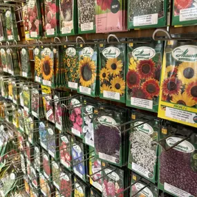 Bild von Blumen Grütter