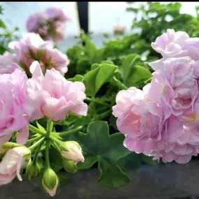 Bild von Blumen Grütter