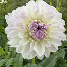 Bild von Blumen Grütter