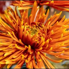 Bild von Blumen Grütter