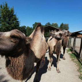 plättli-zoo