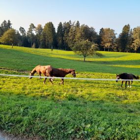 Reitstall-Nauer