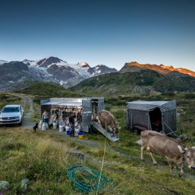 Morgentliches melken der Alpkäserei Steingletscher