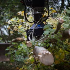 Bagger Rodung Baum greifen Baum transportieren nach Holzerei