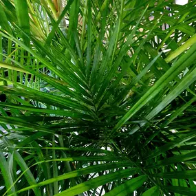 Bild von Widler Gartenbau + Floristik AG