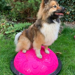 Bild von Hundephysio-Reiss, Ursula Reiss