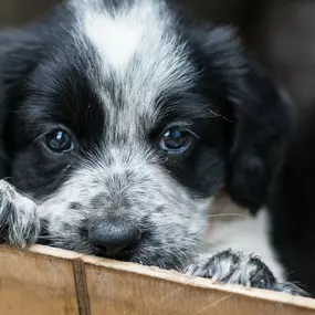 Bild von Zürcher Tierschutz