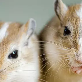 Bild von Zürcher Tierschutz