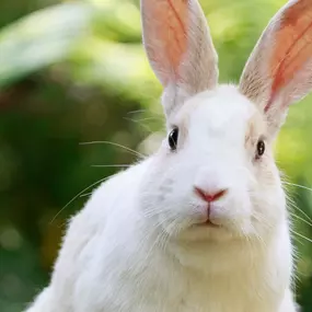 Bild von Zürcher Tierschutz