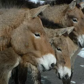 Bild von Zürcher Tierschutz