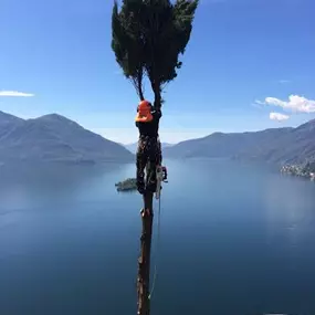 Bild von MOMO GIARDINI SA - GIARDINIERE LOCARNO, AFC / EFZ