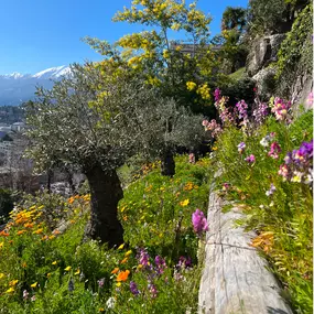 Bild von MOMO GIARDINI SA - GIARDINIERE LOCARNO, AFC / EFZ