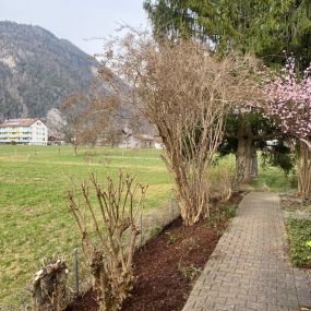 Sträucher schneiden und Gartenunterhalt