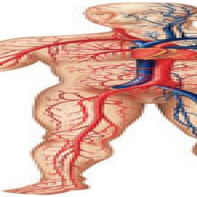 Körper_ Praxis Dr. med. Tobias Pinkau | Innere Medizin | Kardiologie | Notfallmedizin | München