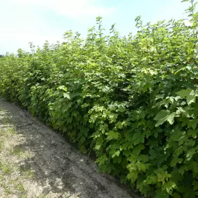 Landesforstgarten Gansbach in 3122 Gansbach