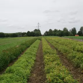 Landesforstgarten Gansbach in 3122 Gansbach